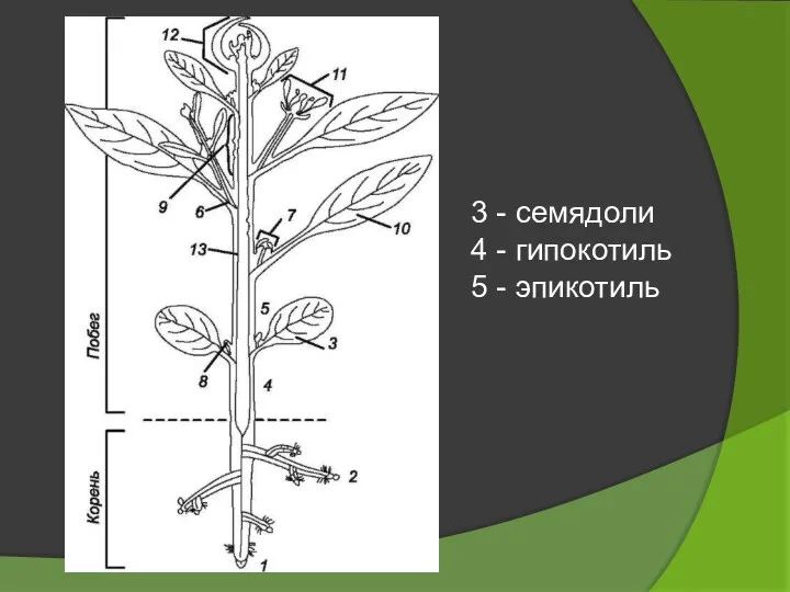 3 - семядоли 4 - гипокотиль 5 - эпикотиль