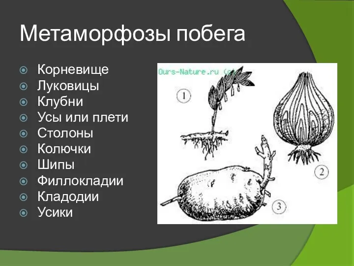 Метаморфозы побега Корневище Луковицы Клубни Усы или плети Столоны Колючки Шипы Филлокладии Кладодии Усики