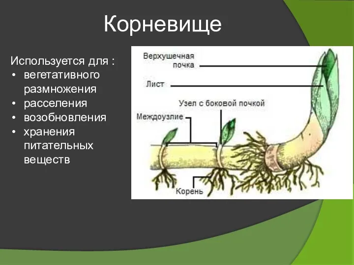 Корневище Используется для : вегетативного размножения расселения возобновления хранения питательных веществ