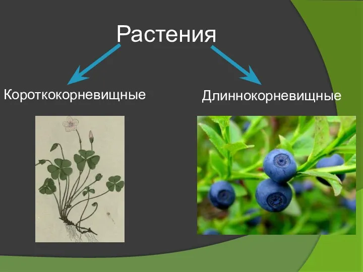 Растения Короткокорневищные Длиннокорневищные