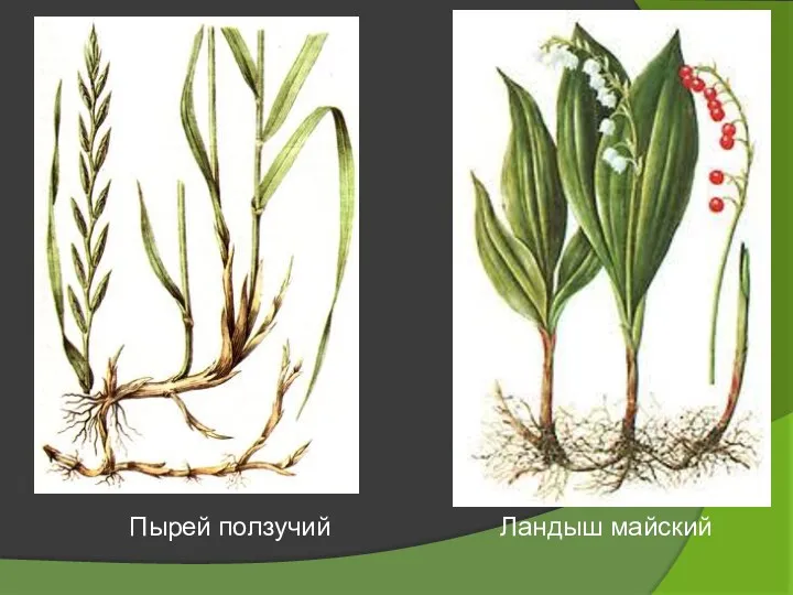 Пырей ползучий Ландыш майский