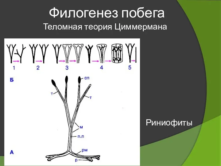 Филогенез побега Теломная теория Циммермана Риниофиты