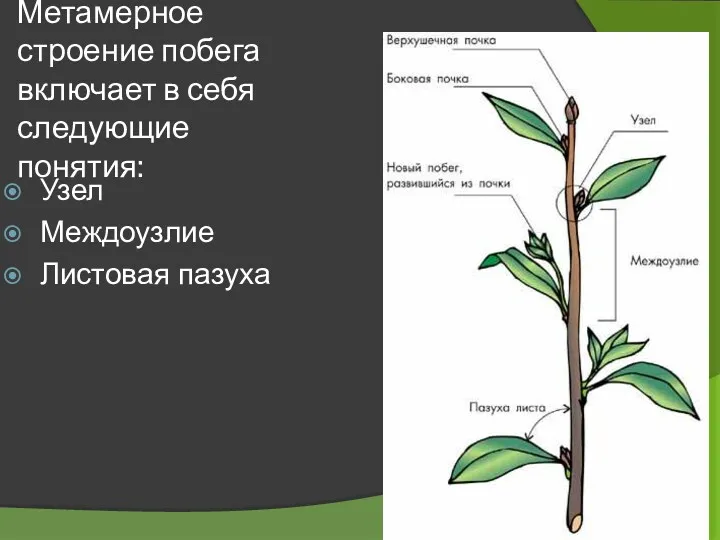 Метамерное строение побега включает в себя следующие понятия: Узел Междоузлие Листовая пазуха