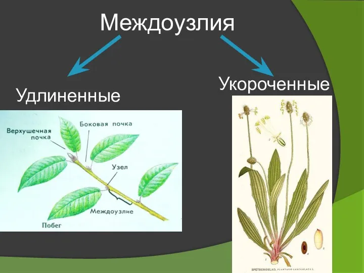 Междоузлия Удлиненные Укороченные