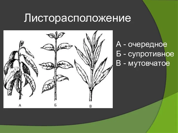 Листорасположение А - очередное Б - супротивное В - мутовчатое