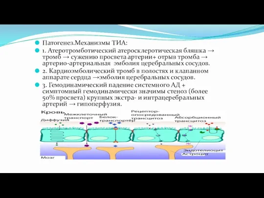 Патогенез.Механизмы ТИА: 1. Атеротромботический атеросклеротическая бляшка → тромб → сужению