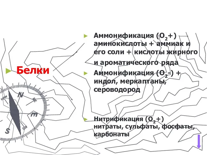 Белки Аммонификация (О2+) аминокислоты + аммиак и его соли +