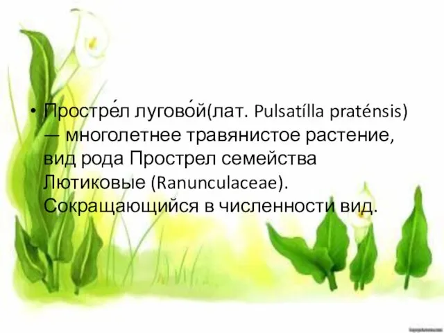 Простре́л лугово́й(лат. Pulsatílla praténsis) — многолетнее травянистое растение, вид рода