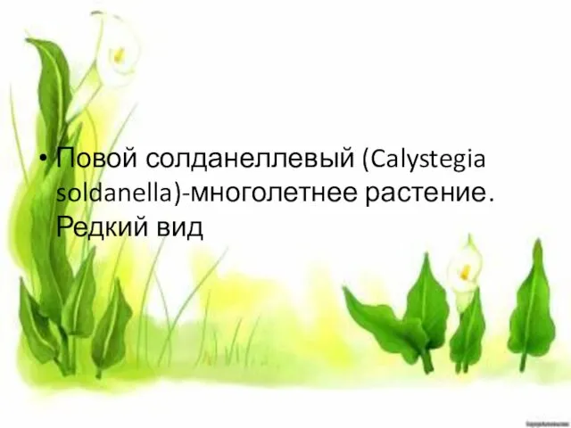 Повой солданеллевый (Calystegia soldanella)-многолетнее растение. Редкий вид