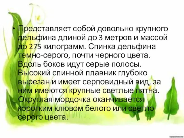 Представляет собой довольно крупного дельфина длиной до 3 метров и