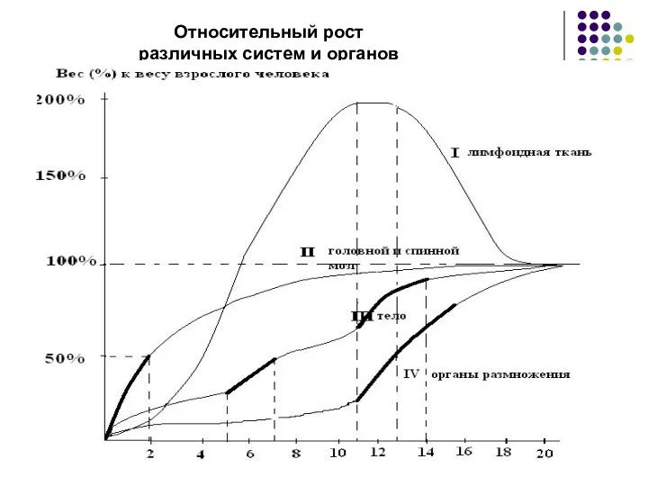 Относительный рост различных систем и органов организма