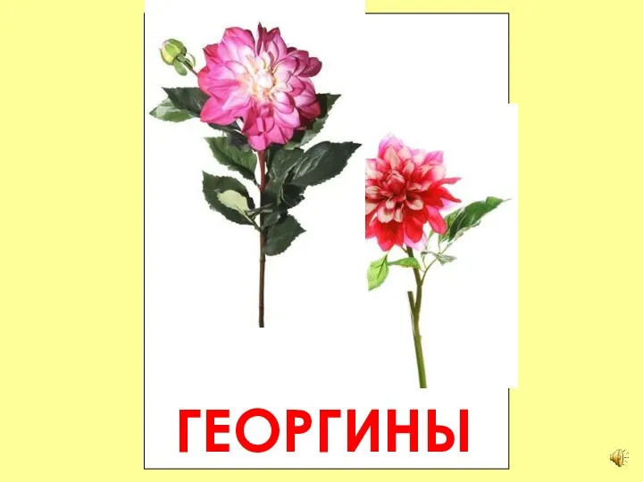 ГЕОРГИНЫ