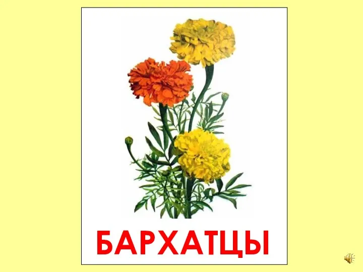 БАРХАТЦЫ