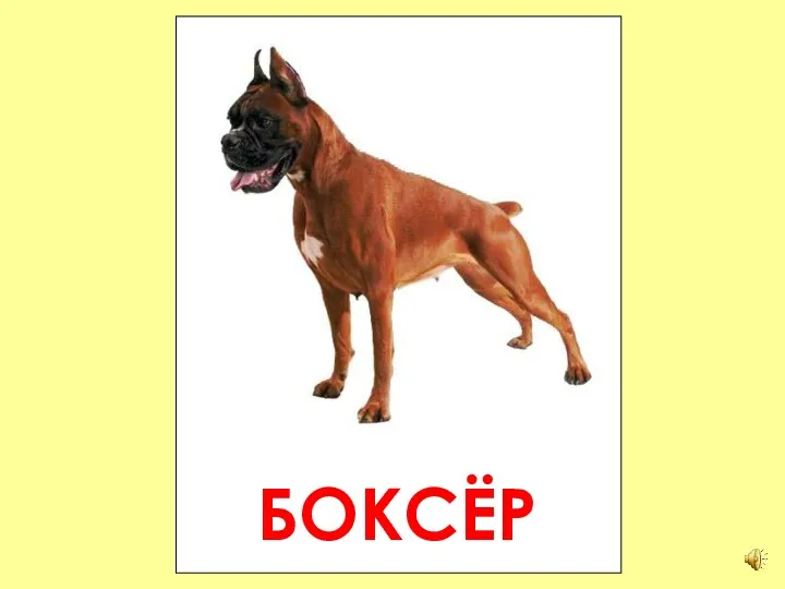 БОКСЁР