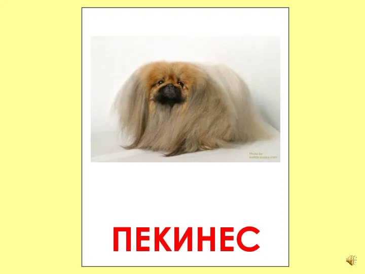 ПЕКИНЕС