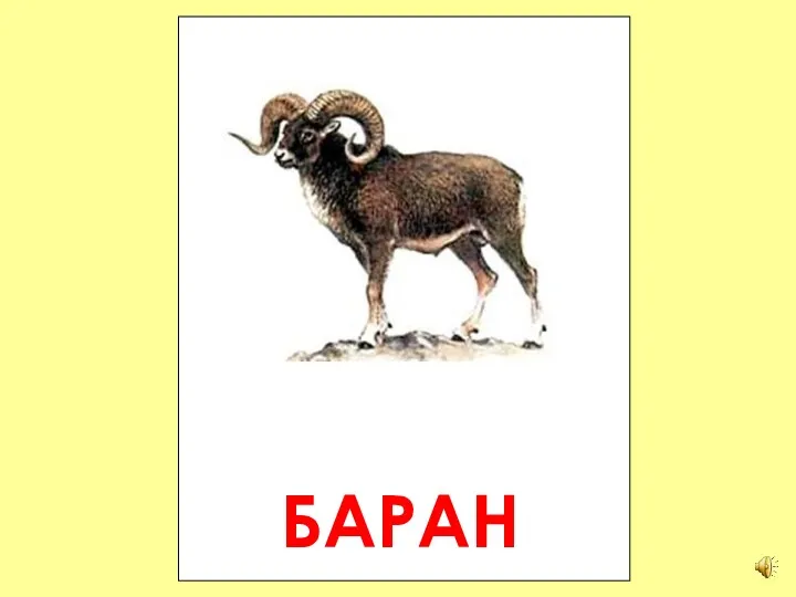 БАРАН