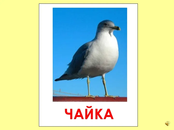 ЧАЙКА