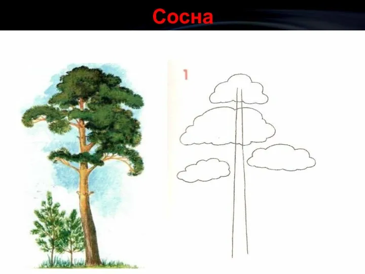 Сосна