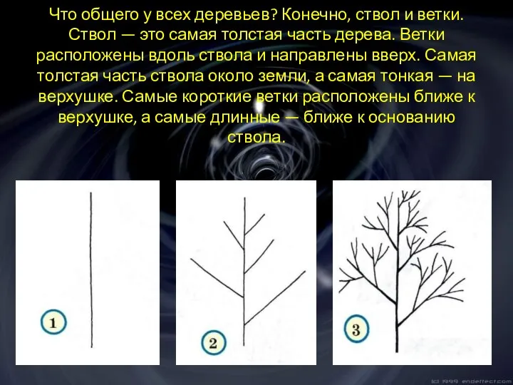 Что общего у всех деревьев? Конечно, ствол и ветки. Ствол — это самая