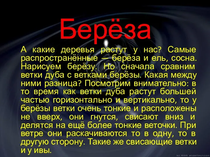 Берёза А какие деревья растут у нас? Самые распространённые — берёза и ель,