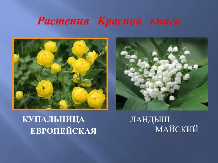 Растения Красной книги КУПАЛЬНИЦА ЕВРОПЕЙСКАЯ ЛАНДЫШ МАЙСКИЙ