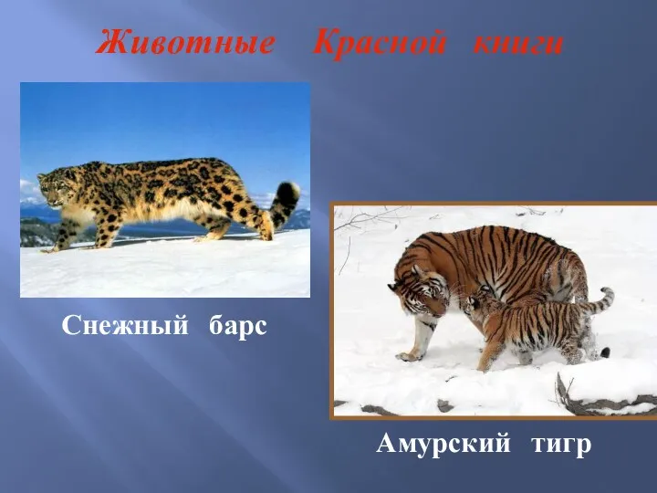Снежный барс Амурский тигр Животные Красной книги