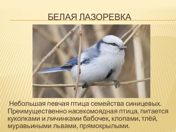 БЕЛАЯ ЛАЗОРЕВКА Небольшая певчая птица семейства синицевых. Преимущественно насекомоядная птица,