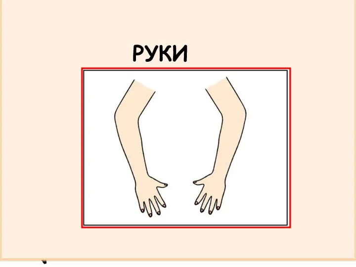 РУКИ