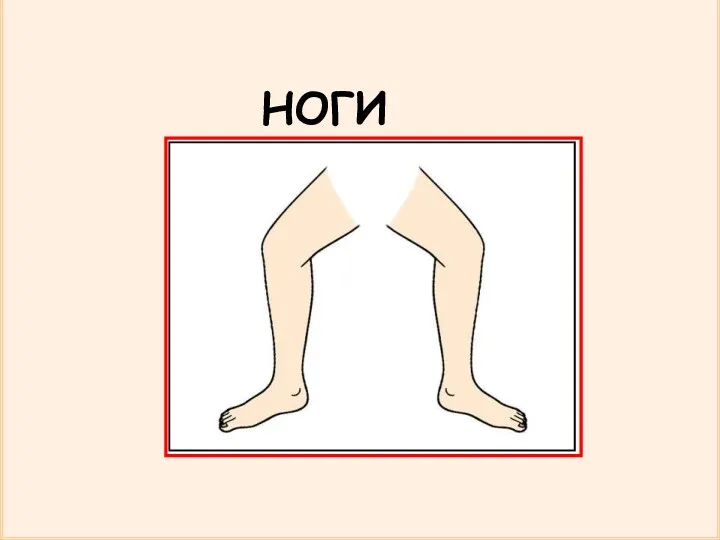 НОГИ