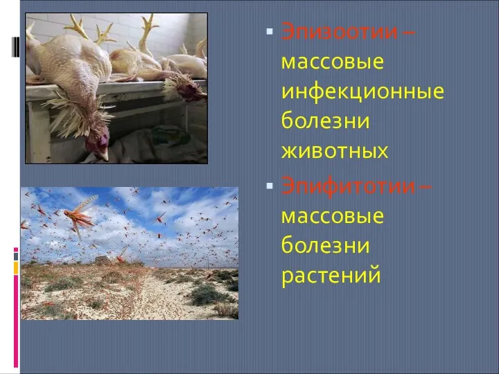 Эпизоотии – массовые инфекционные болезни животных Эпифитотии – массовые болезни растений