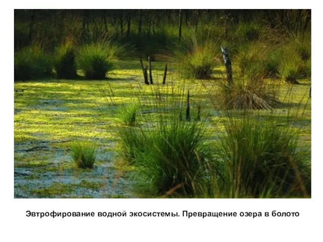 Эвтрофирование водной экосистемы. Превращение озера в болото