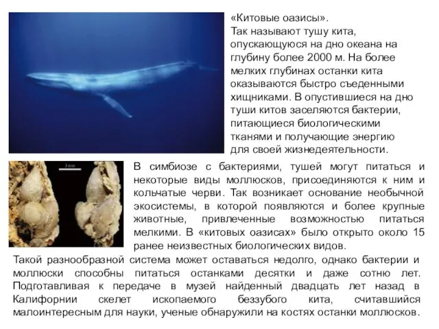 «Китовые оазисы». Так называют тушу кита, опускающуюся на дно океана