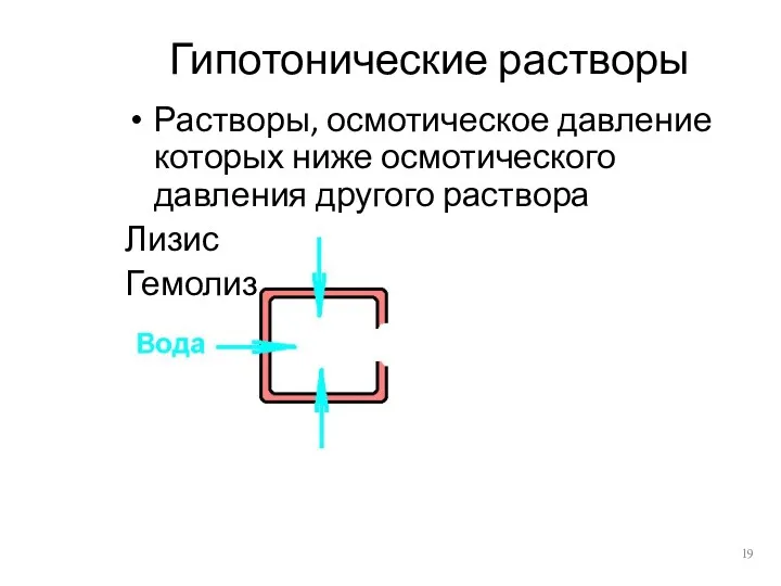 Гипотонические растворы Растворы, осмотическое давление которых ниже осмотического давления другого раствора Лизис Гемолиз