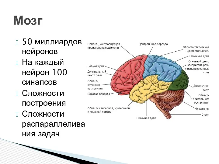 50 миллиардов нейронов На каждый нейрон 100 синапсов Сложности построения Сложности распараллеливания задач Мозг