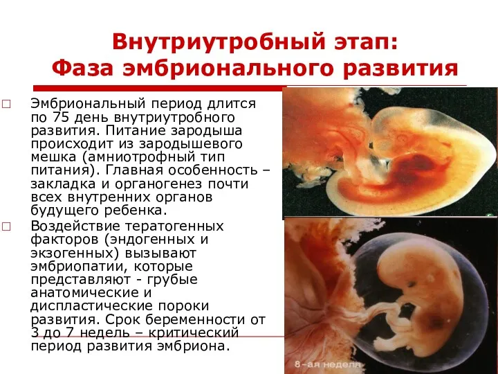 Внутриутробный этап: Фаза эмбрионального развития Эмбриональный период длится по 75 день внутриутробного развития.
