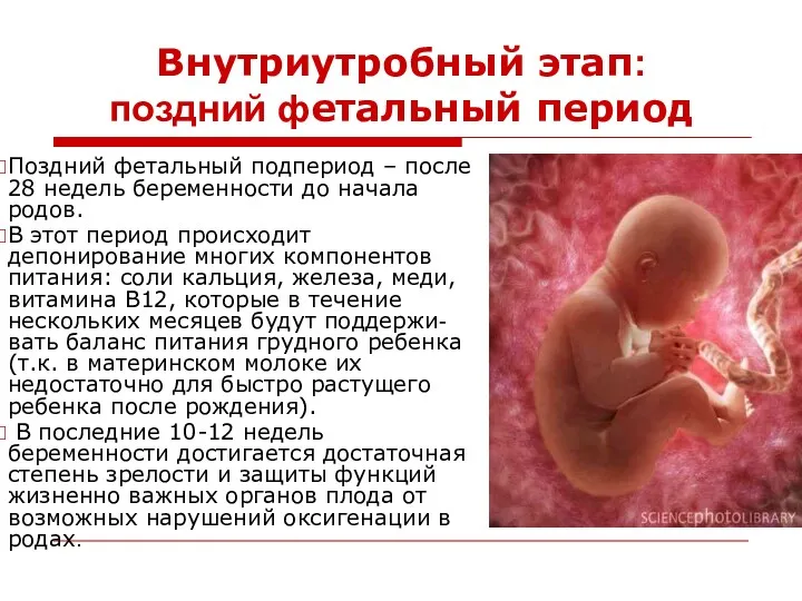 Внутриутробный этап: поздний фетальный период Поздний фетальный подпериод – после 28 недель беременности