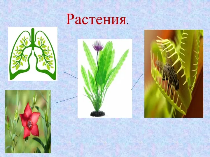 Растения.