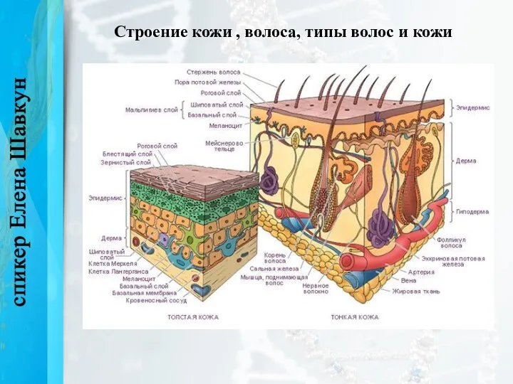 Строение кожи , волоса, типы волос и кожи