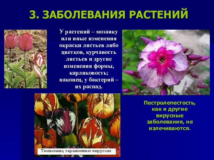 3. ЗАБОЛЕВАНИЯ РАСТЕНИЙ У растений – мозаику или иные изменения