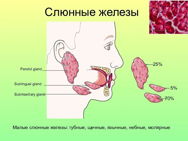 Слюнные железы Parotid gland Sublingual gland Submaxillary gland 25% 5%