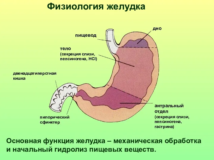Физиология желудка Основная функция желудка – механическая обработка и начальный
