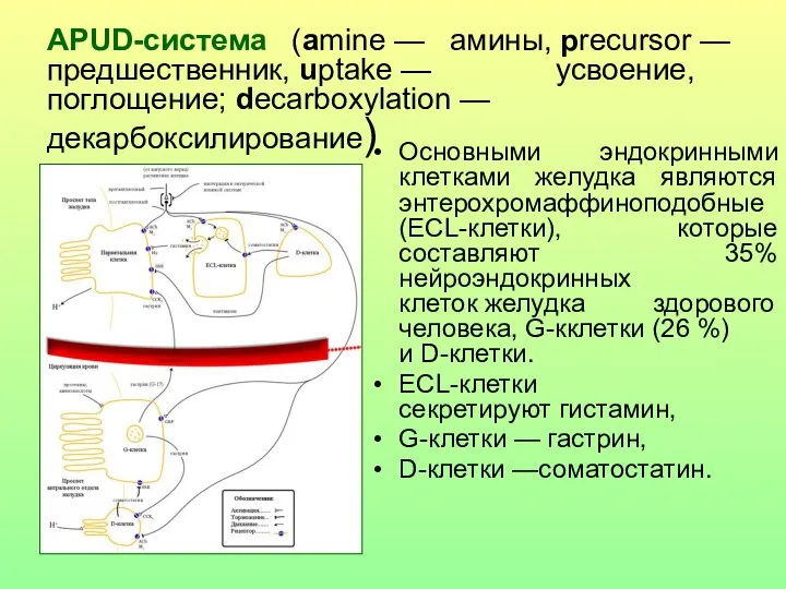 АРUD-система (amine — амины, precursor — предшественник, uptake — усвоение,