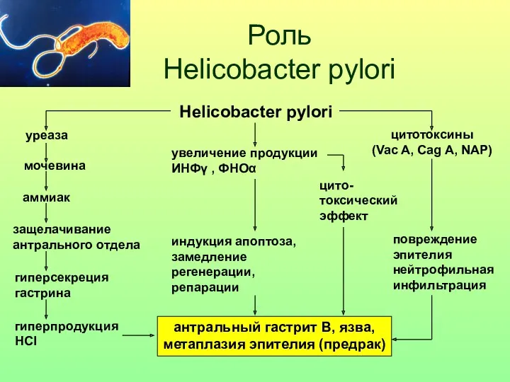 Роль Helicobacter pylori Helicobacter pylori уреаза мочевина аммиак защелачивание антрального