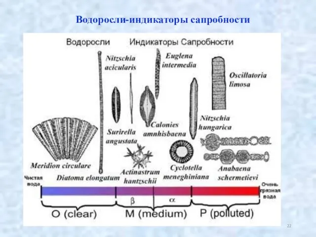 Водоросли-индикаторы сапробности