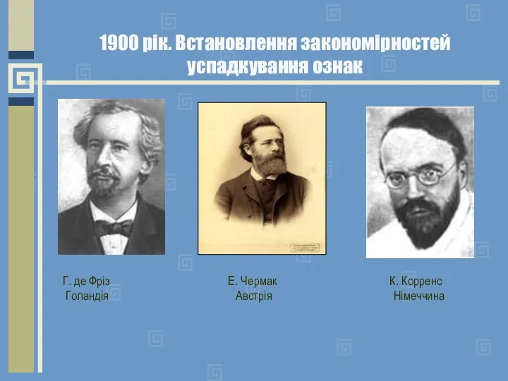 1900 рік. Встановлення закономірностей успадкування ознак Г. де Фріз Е. Чермак К. Корренс Голандія Австрія Німеччина