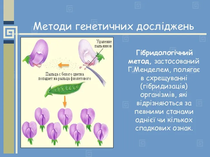 Методи генетичних досліджень Гібридологічний метод, застосований Г.Менделем, полягає в схрещуванні