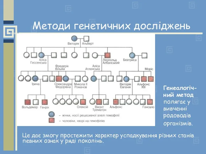 Генеалогіч- ний метод полягає у вивченні родоводів організмів. Методи генетичних