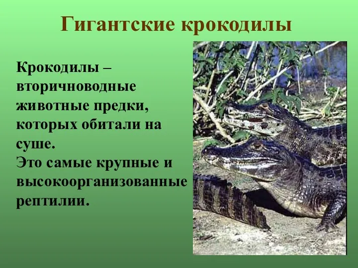 Гигантские крокодилы Крокодилы – вторичноводные животные предки, которых обитали на