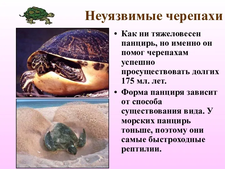 Неуязвимые черепахи Как ни тяжеловесен панцирь, но именно он помог