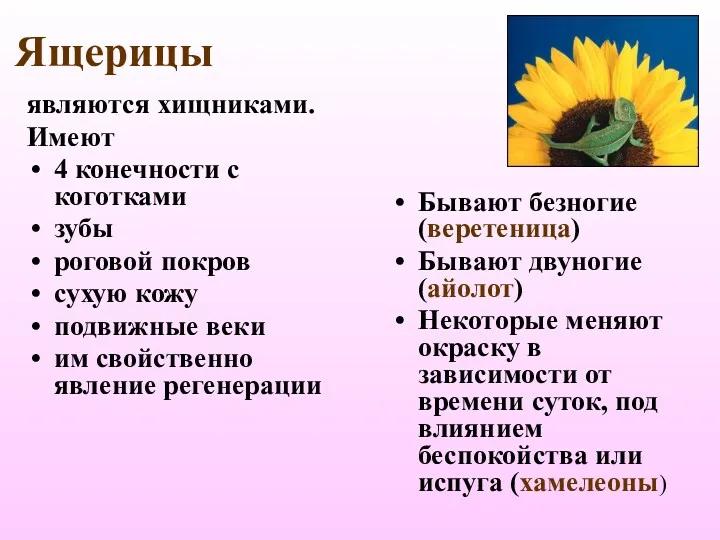 Ящерицы являются хищниками. Имеют 4 конечности с коготками зубы роговой